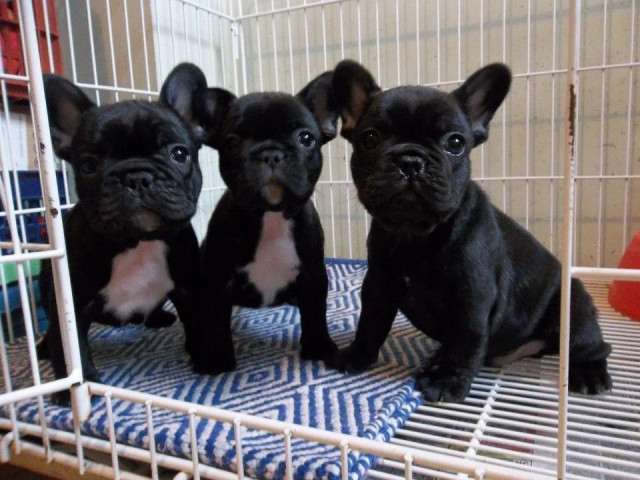 Französische Bulldog Welpen - Tiere - Lübeck