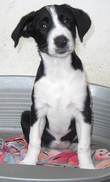 Missy - eins der drei tapferen Mädchen - Tiere - Mülheim an der Ruhr