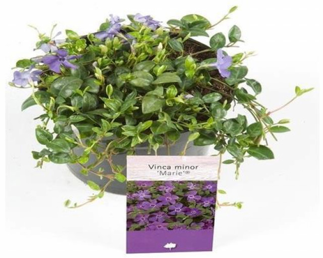 50 St Vinca minor marie blau immergrün, Bodendecker Topfgr. 9, kostenloser versa - Handwerk Hausbau Garten - Velbert