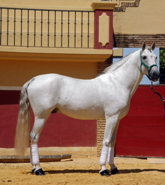 Zambro ist ein Friesen zum Verkauf - Tiere - Köln
