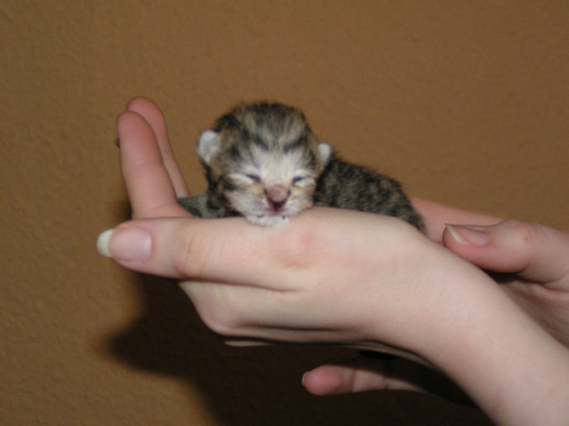 Silvertabby  BKH  spotted Kitten - Tiere - Asbach