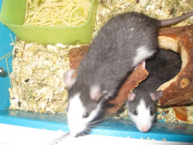 Süße Rattenbabys  - Tiere - Sachsenheim