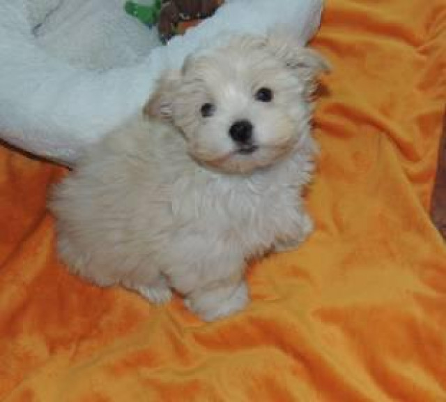 Havalonka Zwerge die nicht jeder hat! - Tiere - chemnitz