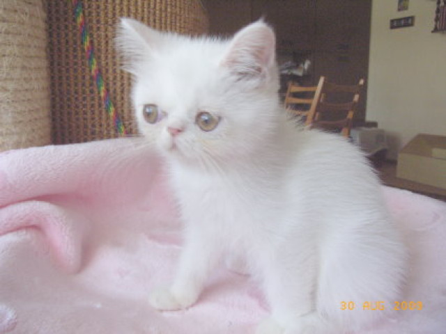 Exotic-Shorthair  Kurzhaarperser  weiß - Tiere - Großmühlingen