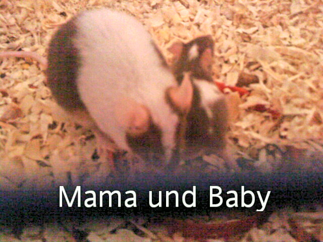 2 Farbmäuse  Weibchen mit Tochter - Tiere - Ahlen
