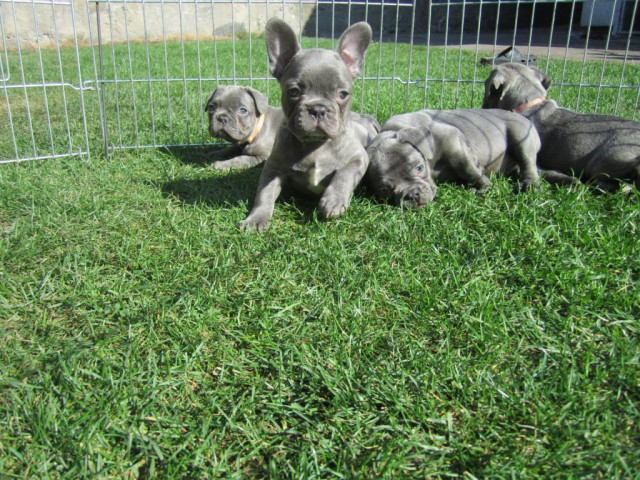 Französische Bulldogge Welpen Blue/ Blau mit Papieren - Tiere - Flohmarkt Bocholt