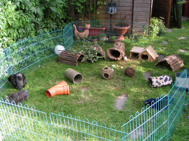 Meerschweinchen in Not  - Tiere - krefeld