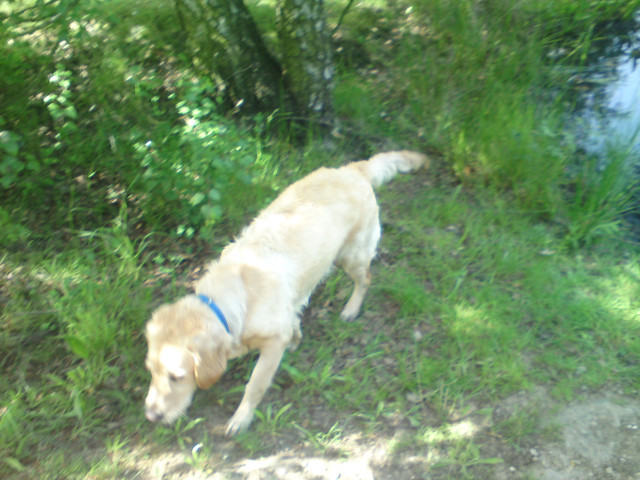 7 mon alte Golden Retriever Hündin - Tiere - Geldern