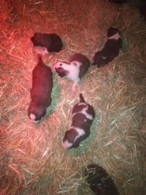 Bernhardiner Welpen - Tiere - Schmalfeld 
