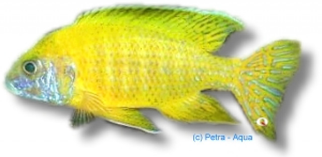 Biete Aquarienfische aller Art an und suche auch immer welche - Tiere - Ebenweiler