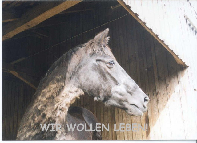 AKTION PFERDESCHUTZ E.V. SUCHT DRINGEND MITGLIEDER! - Kommunikation - Wienhausen