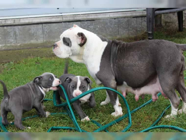 Reinrassige American Pitbull Terrier Blue-Line mit VDH Papieren - Tiere - Dresden	