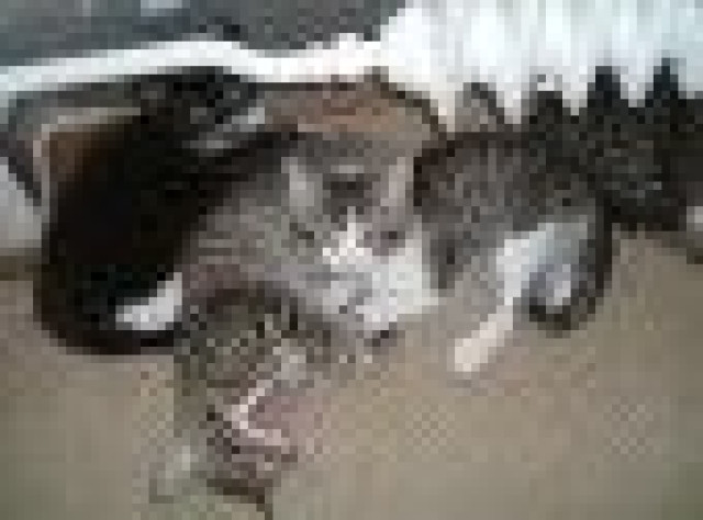 5 kleine Racker abzugeben - Tiere - rheinbach merzbach