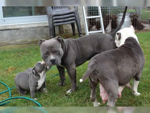 American Pitbull Blueline welpen 12 Wochen alt - Tiere - 	Mainz	
