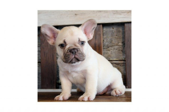 Mooie Franse bulldog voor nieuw huis. - Tiere - Hannover