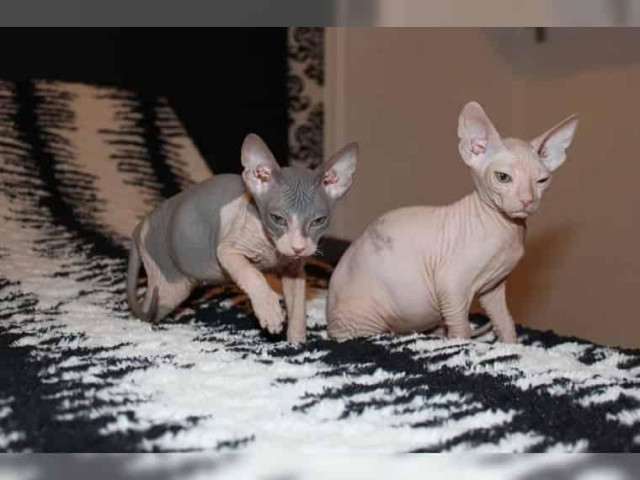 Wunderschönes, kerngesundes SphynxKitten - Tiere - Chemnitz	