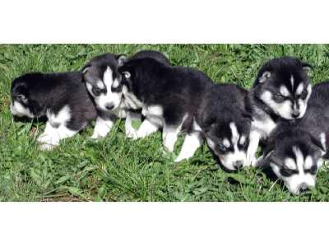 Husky Siberian Welpen Reinrasse - Tiere - leszno