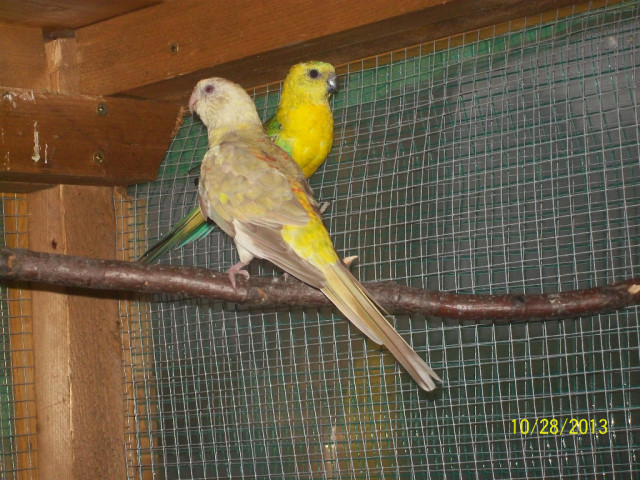 Verkaufe wegen Zuchtumstellung 3 Paare Singsittiche aus Aussenvolierenhaltung - Tiere - Heinrichsthal