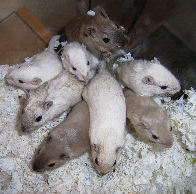 4 Rennmausweibchen abzugeben und 1 Böckchen - Tiere - Wettringen