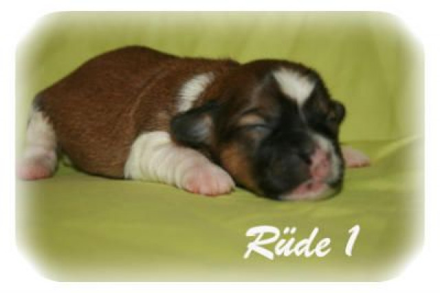 Zuckersüße Bolonka Zwetna Welpen in verschiedenen Farben abzugeben - Tiere - lalendorf