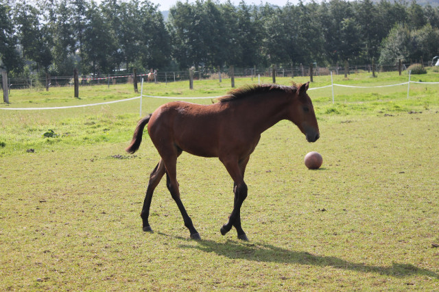 1 jähriger Tennessee Walker Hengst / Tennessee Walking Horse   - Tiere - Hille