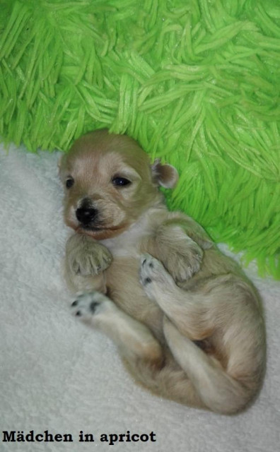 Kleiner Hund im Teddylook MALTIPOO - Tiere - Neuhaus