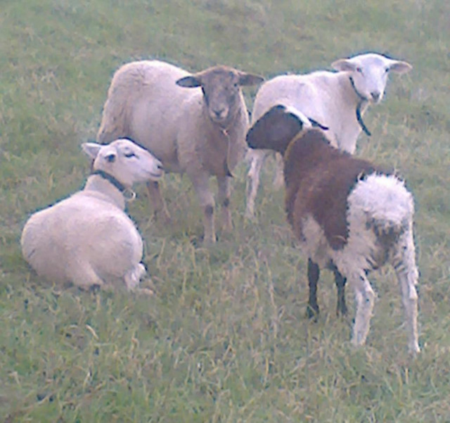 Nolana- Fleischschafbock Haarschaf Schaf 2017 - Tiere - Graitschen