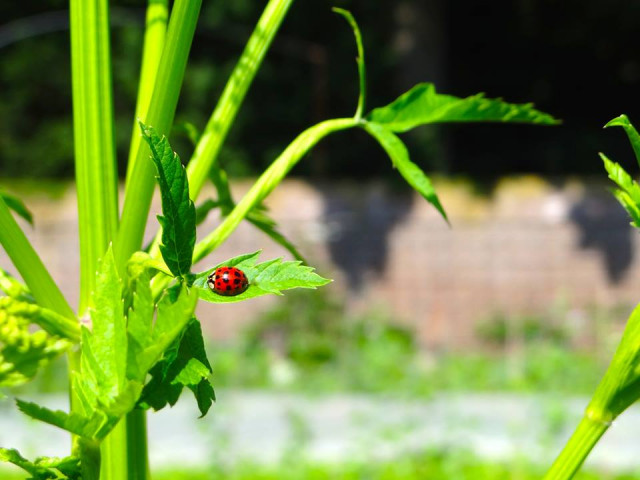 Vaterländische Pflichten von Bürgermeistern, Oberbürgermeistern ... - Kommunikation - Ronnenberg
