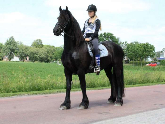 Freundlich Friesen Stute für Freizeitreiten und Fahren. - Tiere - Iserlohn