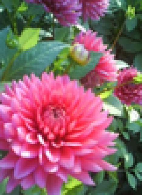 Beraterin Sonita bei Esparati - Dienstleistungen Business Gewerbe - Troisdorf