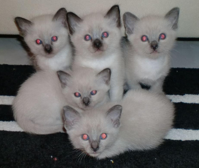 Süße Siamkätzchen in gute Hände abzugeben - Tiere - Oedheim