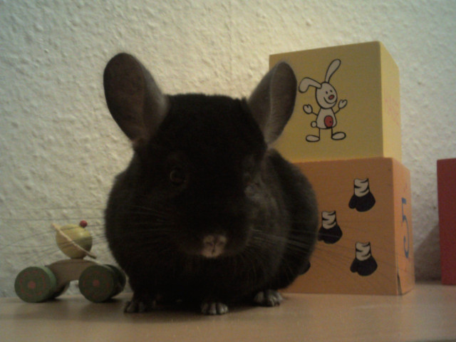 Chinchilla Böckchen Ebony Homo abzugeben - Tiere - Berlin