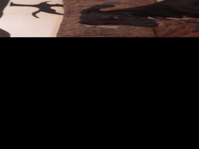 Wohnung, Haus gesucht. Hund kein Problem ? bitte melden.  - Immobilien - Bovenden