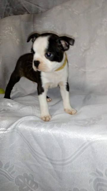 BOSTON TERRIER WELPEN - Tiere - Düsseldorf