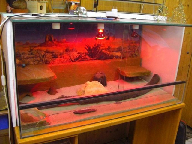 TERRARIEN   VIEL ZUBEHÖR GÜNSTIG ZU VERKAUFEN    - Tiere - Dortmund