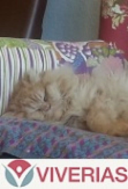 Beraterin Engelwelten bei Viverias - 10 minütiges Gratisgespräch für Neukunden - Dienstleistungen Business Gewerbe - Langenfeld