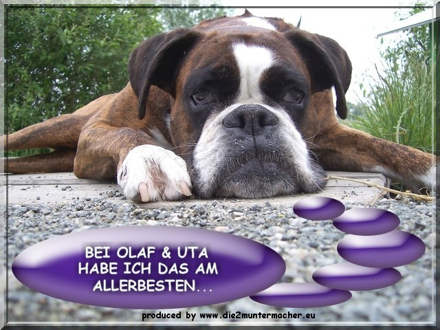 Nehme Ihren Boxer in Boxererfahrene Pflege - Tiere - Bremen