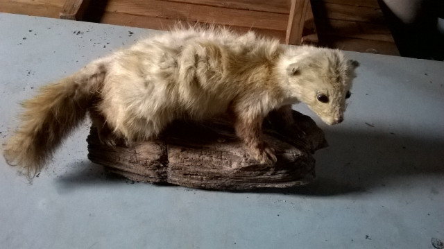 Ausgestopfter Marder - Handwerk Hausbau Garten - Hilter a.T.W.