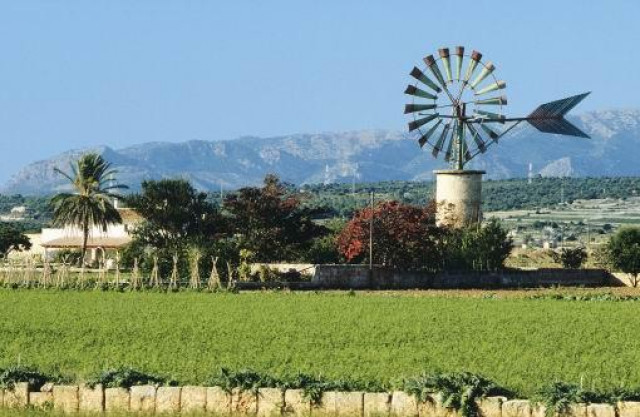 Mallorca: Frühlingstraum und Mandelblüte - Urlaub Reise - Elsdorf