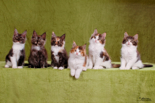 Maine coon Kitten  für Liebhaber - Tiere - Bad Gandersheim