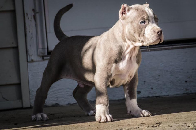 American pitbull welpen 12 wochen alt - Tiere - Karlsruhe	