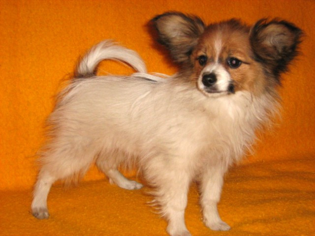 Papillonwelpen/Rüde - Tiere - Forst