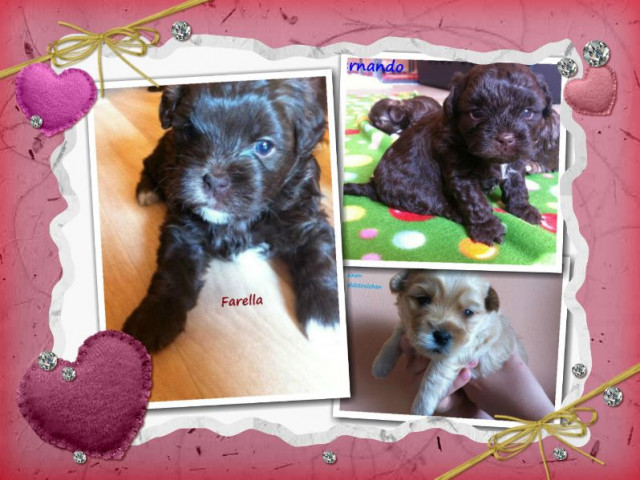 Bolonka Zwetna Welpen in schokobraun  - Tiere - Beichlingen