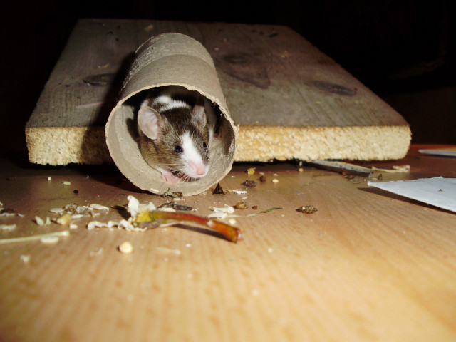 Farbmäuse aus guter Hand - Tiere - Dusslingen