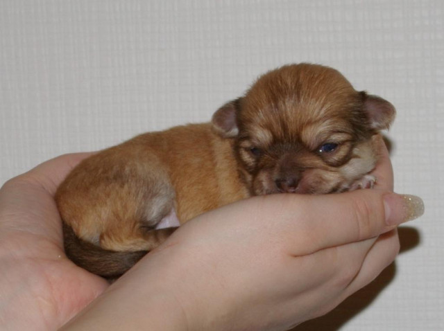 Chihuahuawelpen mit Ahnenetafel vom seriösen Züchter - Tiere - Altenfurt