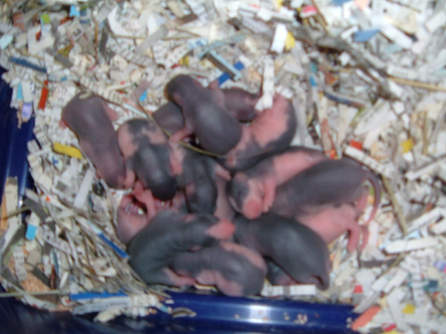 Rattenwelpen aus Rattenzucht im Sauerland  NRW  - Tiere - Kierspe