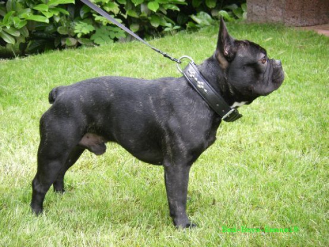 Timberland s French Bulldog Wurfplanung - Tiere - Düren