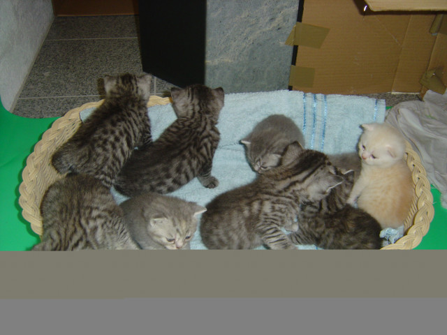 BKH Kätzchen zu abgeben - Tiere - Neuwied